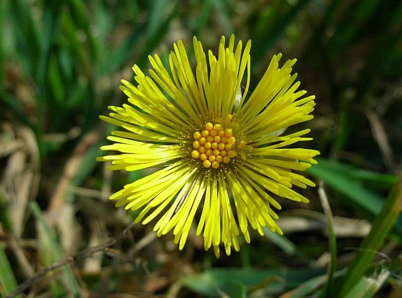 Tussilago farfara / Tossilaggine comune